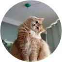 Котик Сіренький profile picture